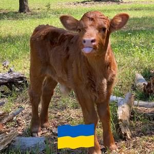 Meet your Posher, Ruth